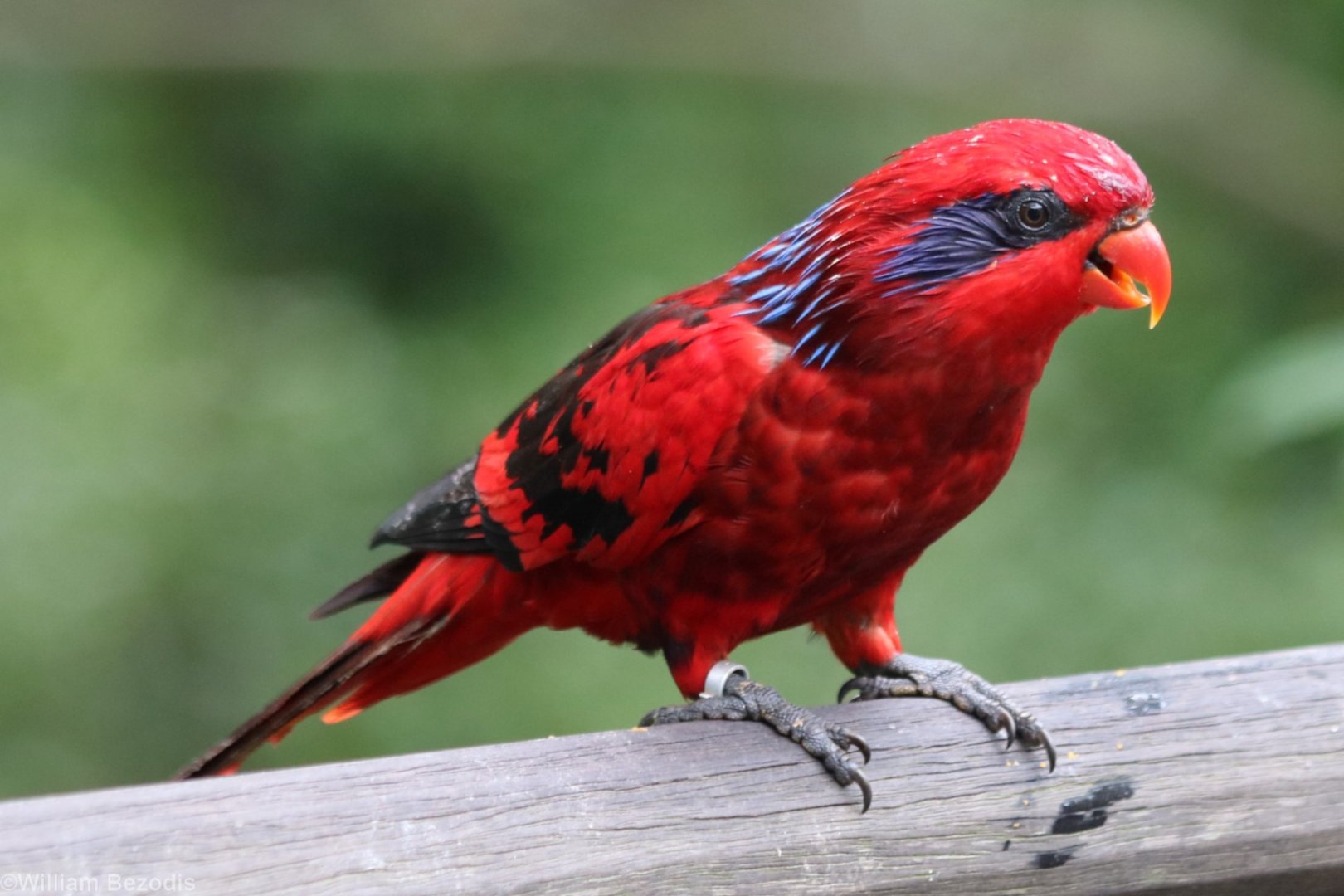Blue-streaked Lory