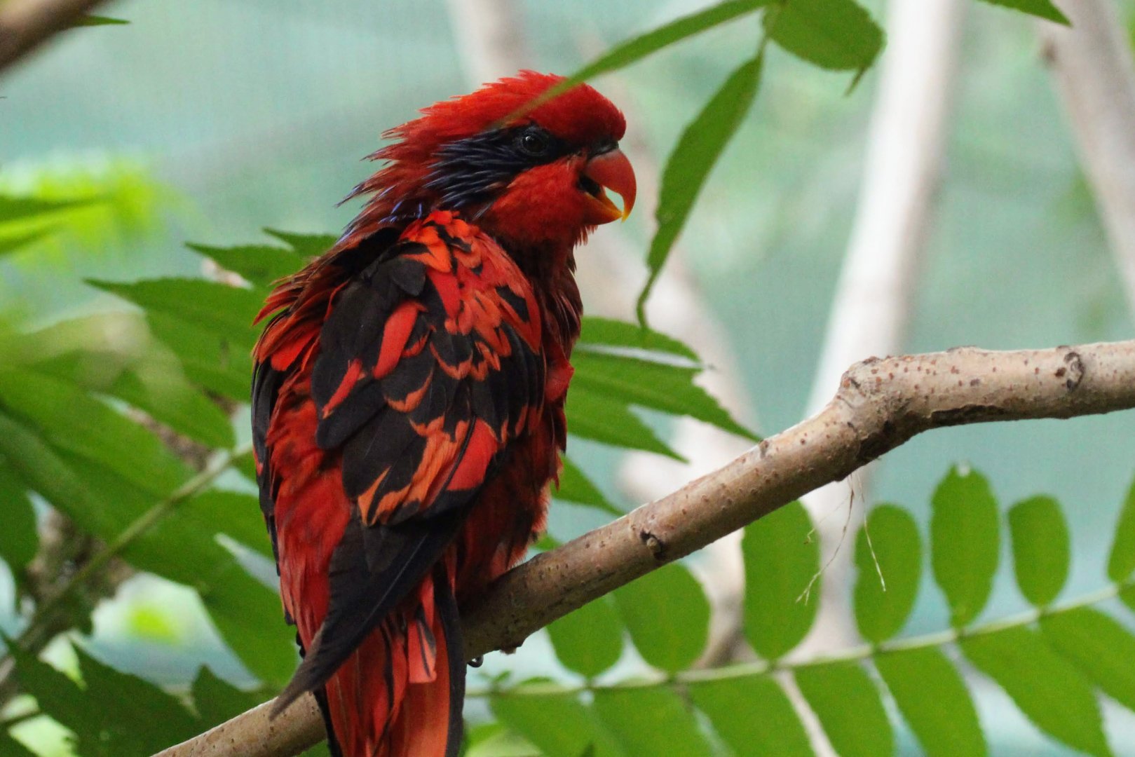Blue-streaked Lory