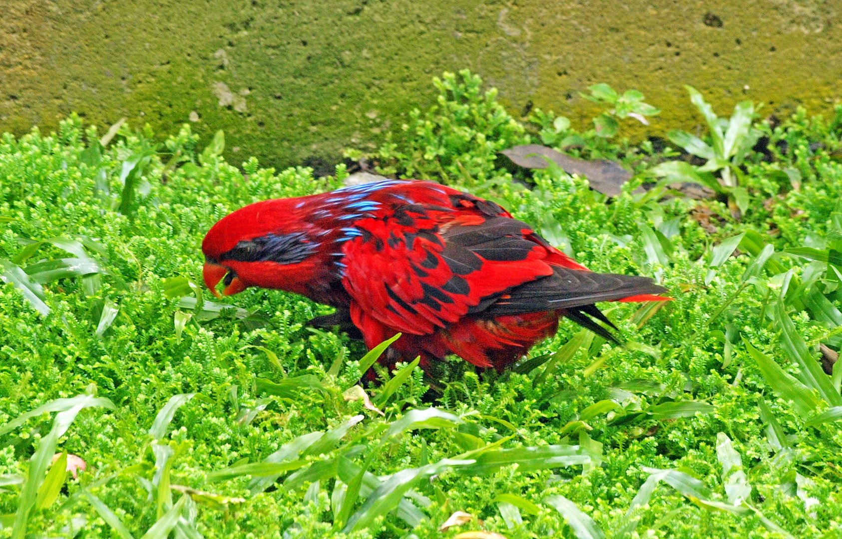 Blue-streaked lory