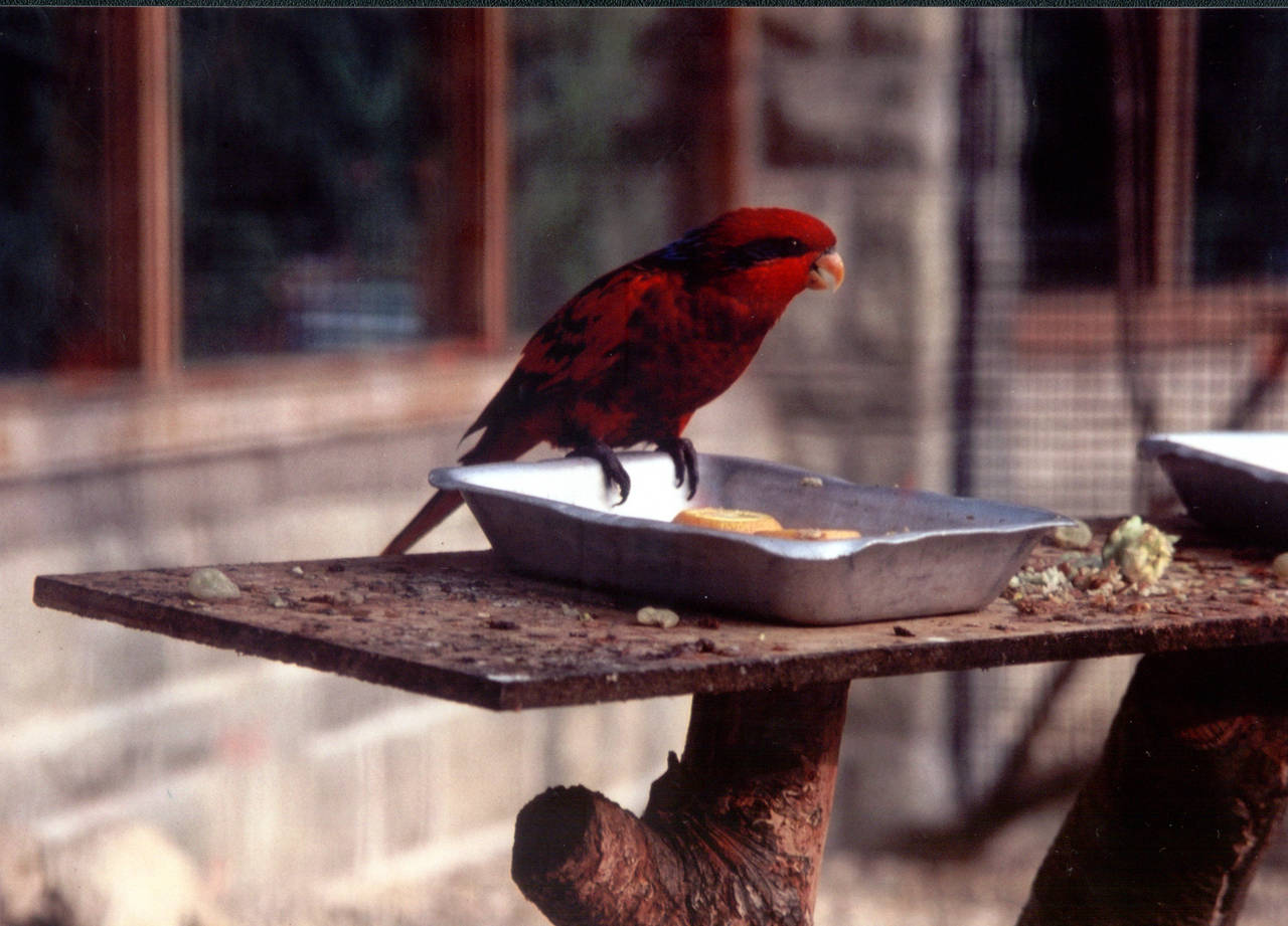Blue-streaked Lory