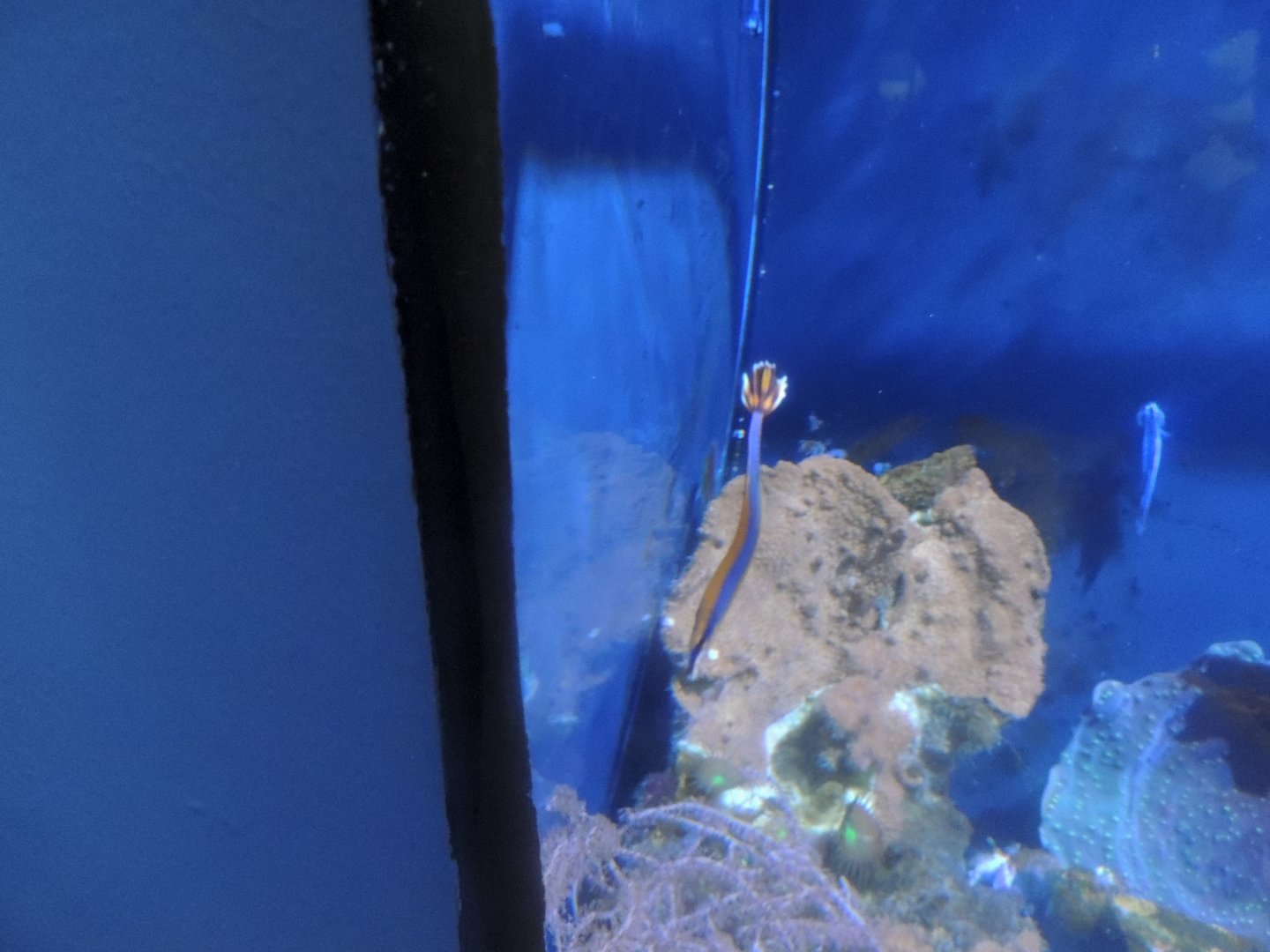 blue streaked pipefish