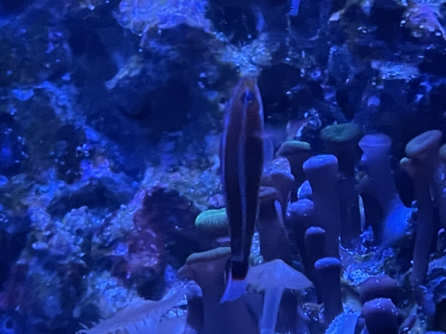 blue stripe pygmy goby