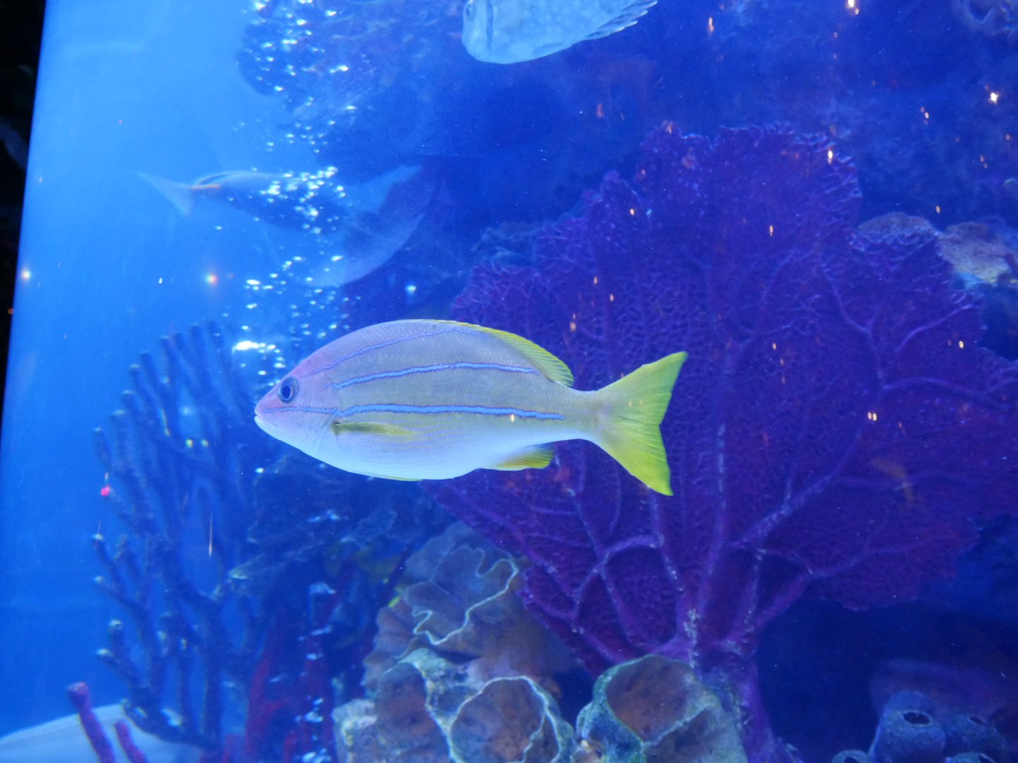 Blue Stripe Snapper (Rainforest Cafe)