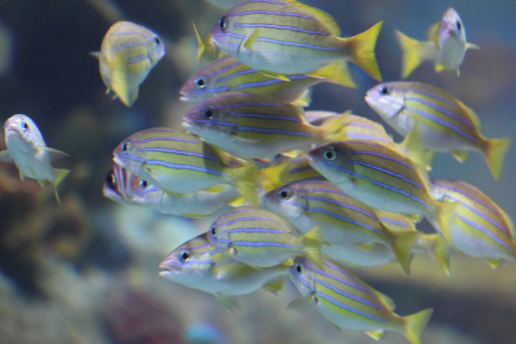 Blue-stripe Snapper