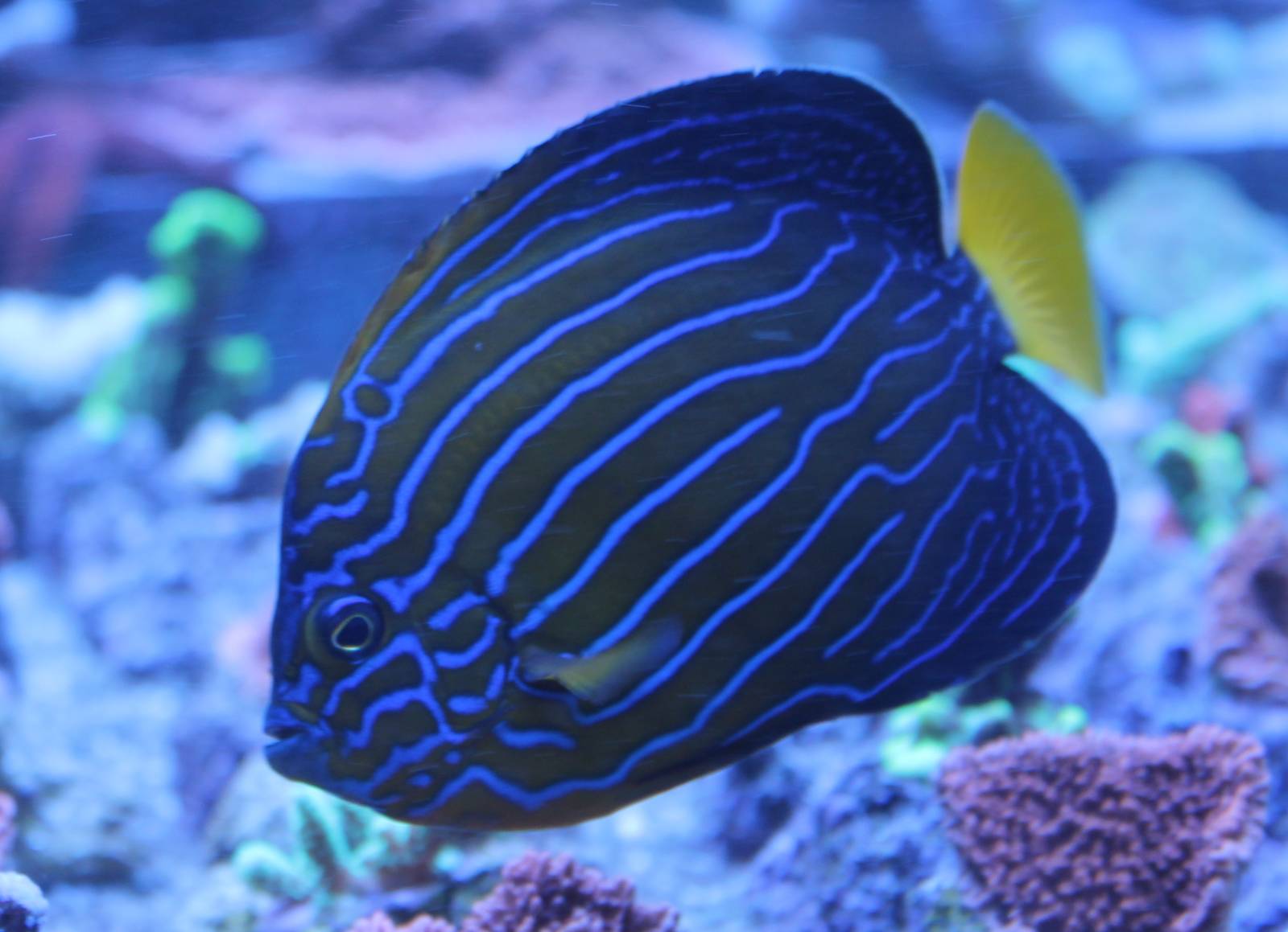 blue-striped angel fish