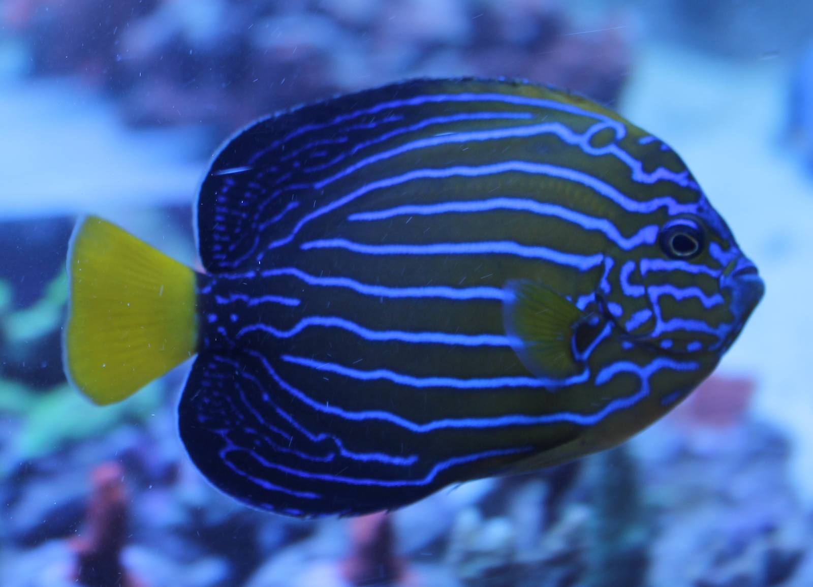 blue-striped angel fish
