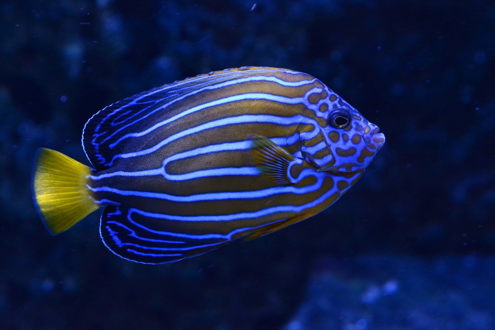 Blue-striped angelfish (Chaetodontoplus septentrionalis)