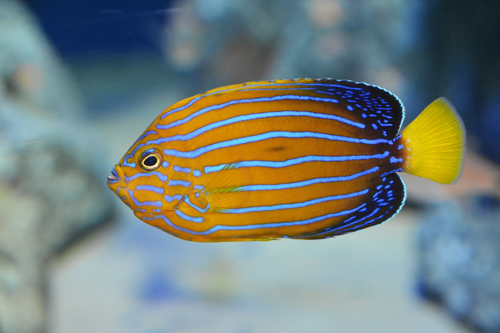 Blue-striped angelfish (Chaetodontoplus septentrionalis)