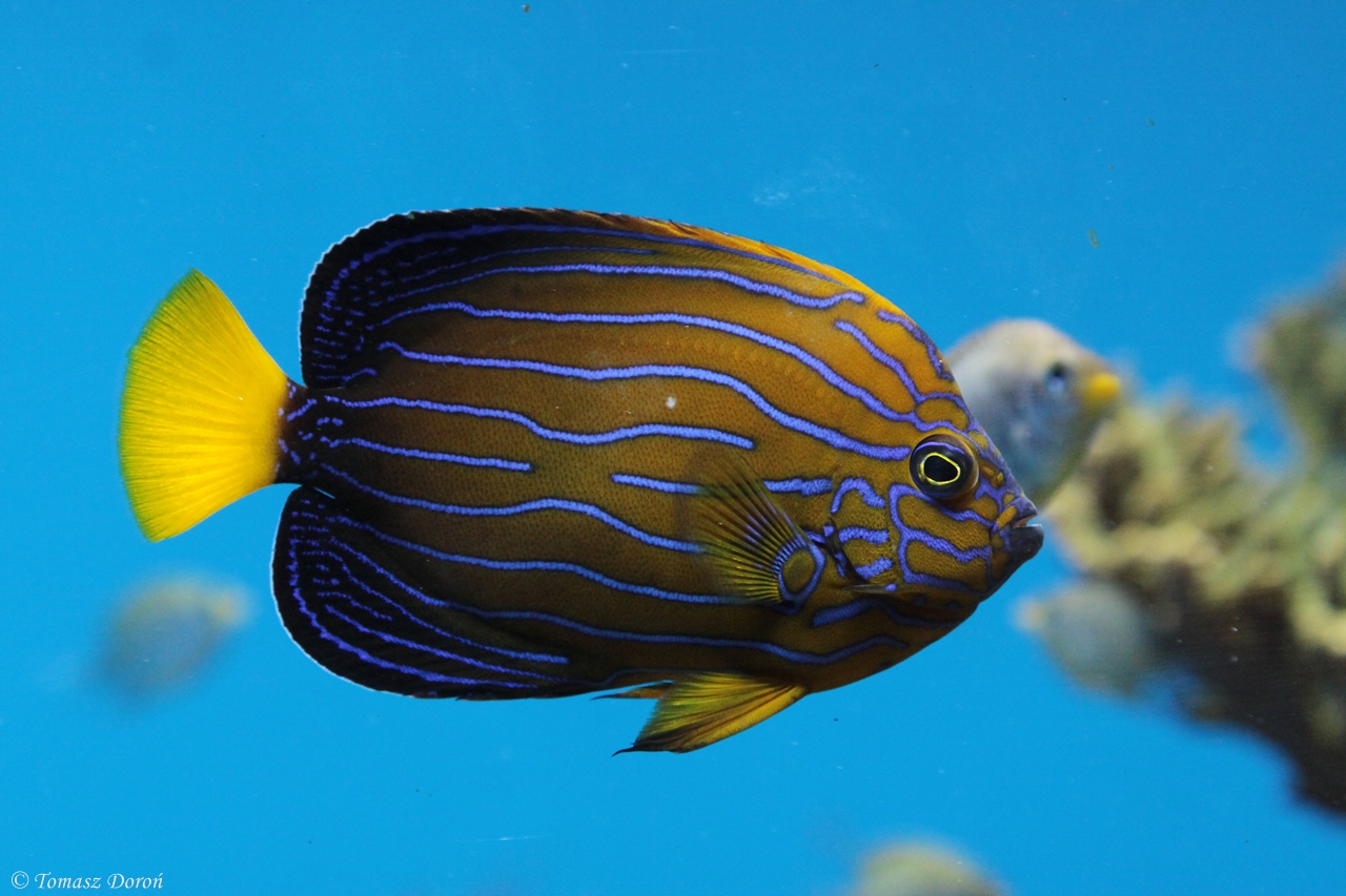 Blue-striped Angelfish (Chaetodontopus septentrionalis)