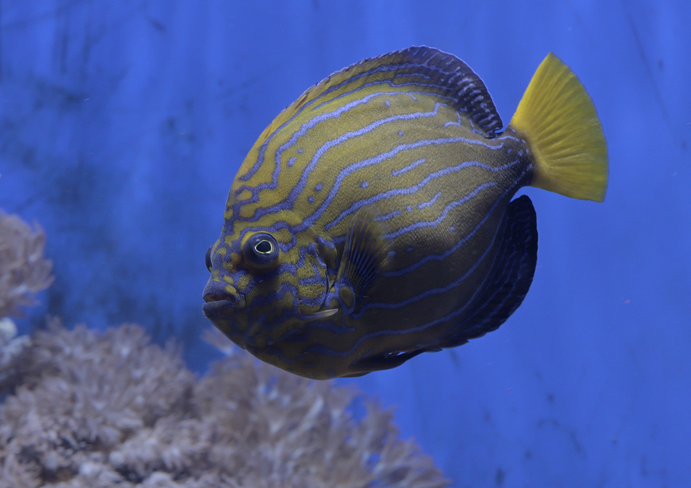 Blue-striped angelfish