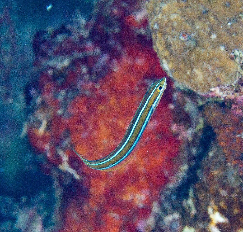 Blue-striped Fang Blenny