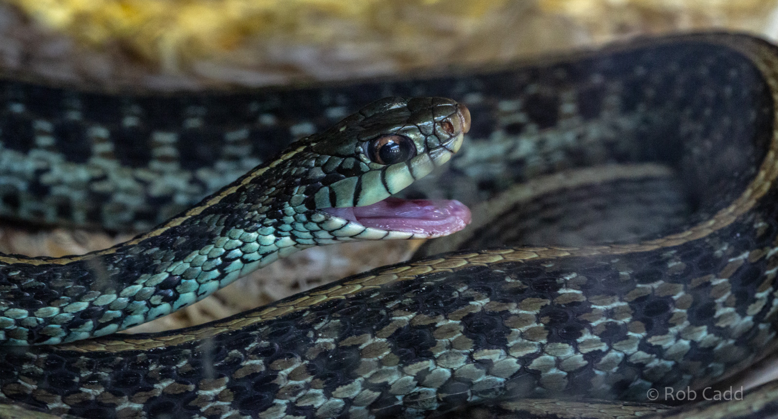 Blue-striped garter snake : Exmoor Zoo : 16 Sep 2020
