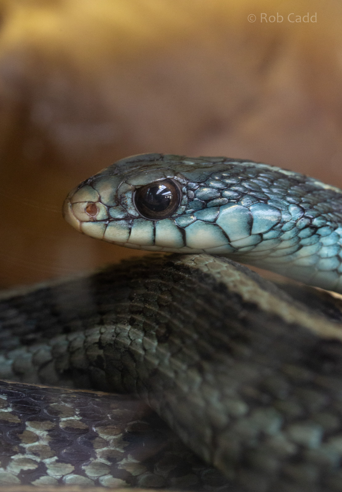 Blue-striped garter snake : Exmoor Zoo : 16 Sep 2020