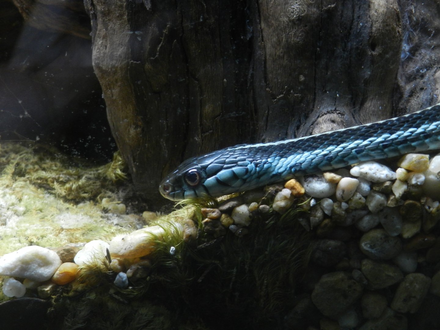 Blue-Striped Garter Snake (Thamnophis sirtalis similis) at Zoo Tampa at Lowry Park, USA
