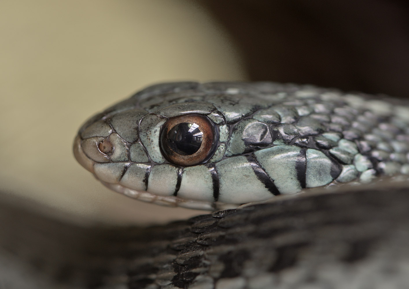 Blue-striped garter snake