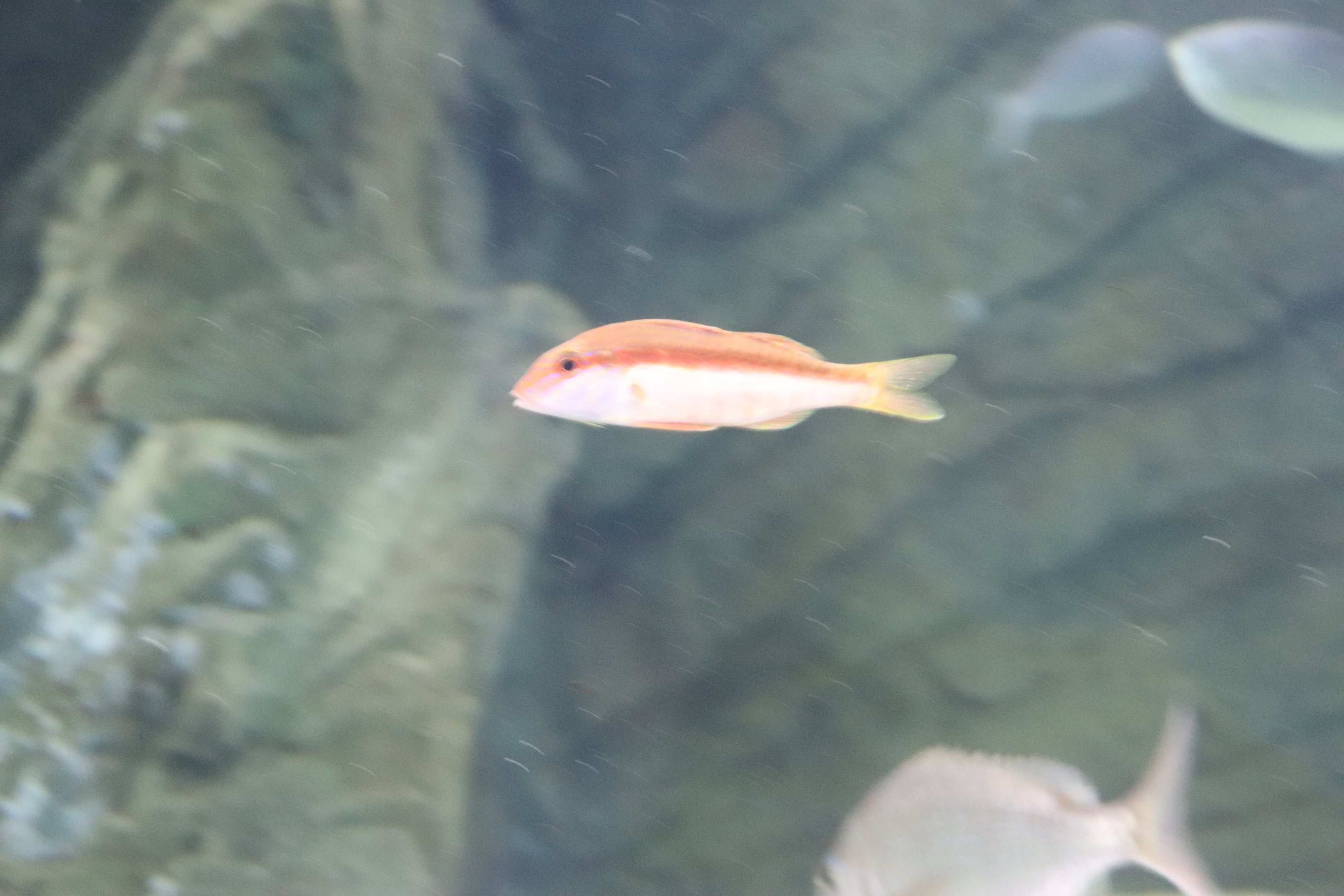 Blue-striped Goatfish (Upeneichthys lineatus) - SEA LIFE Sydney