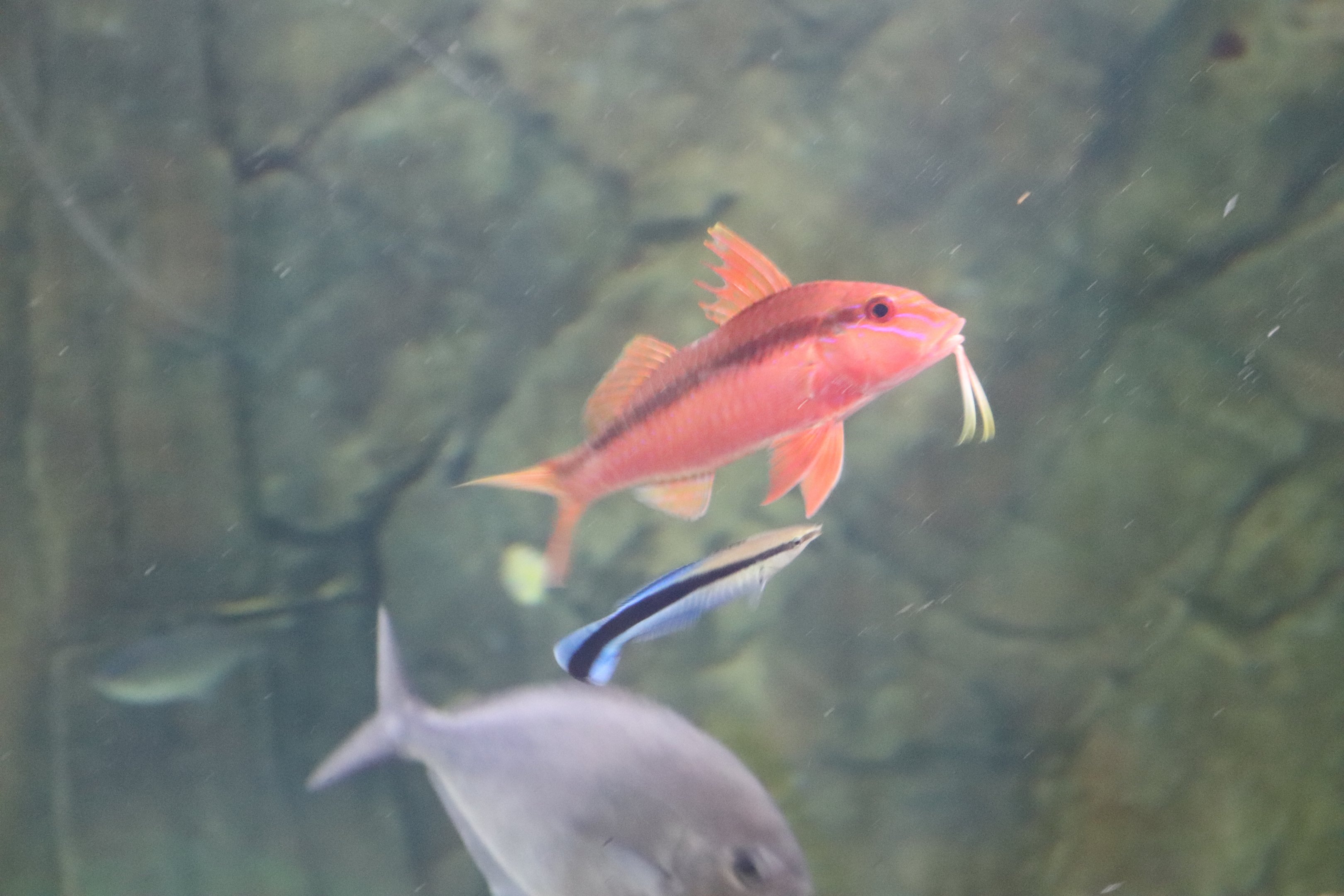 Blue-striped Goatfish (Upeneichthys lineatus) - SEA LIFE Sydney