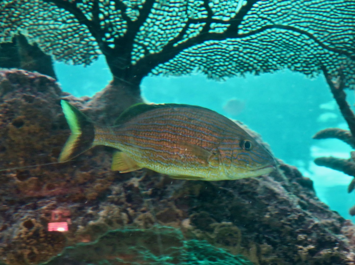 Blue-Striped Grunt (Haemulon sciurus)