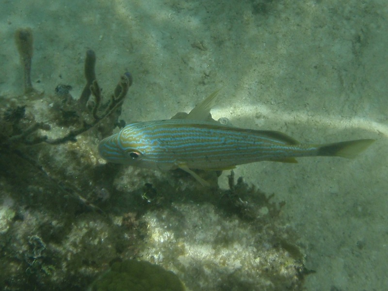 Blue striped grunt (Haemulon sciurus)