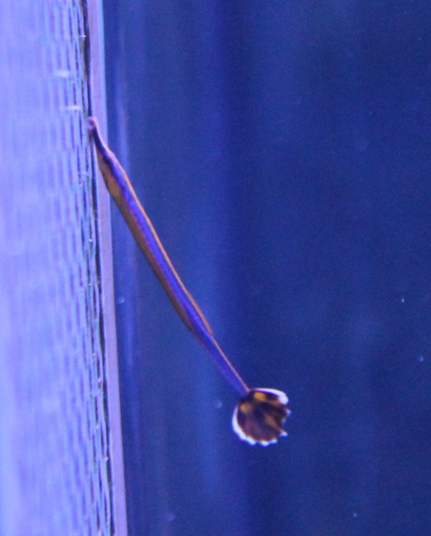 Blue-striped pipefish - Doryrhamphus excisus