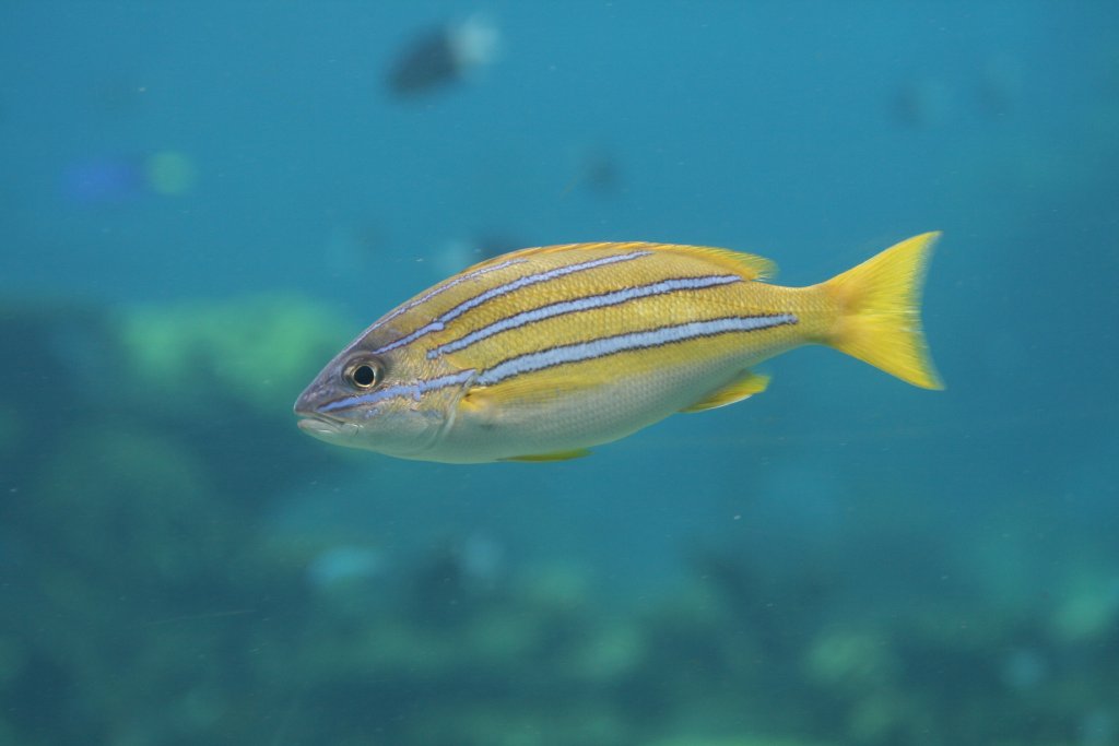 Blue-striped Seaperch