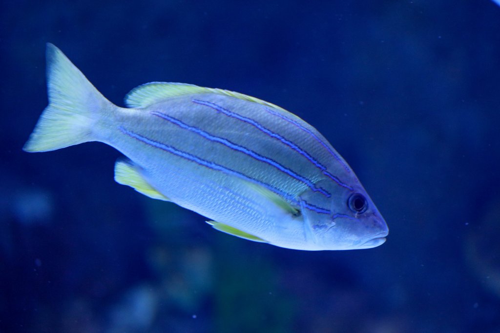 Blue-striped Snapper