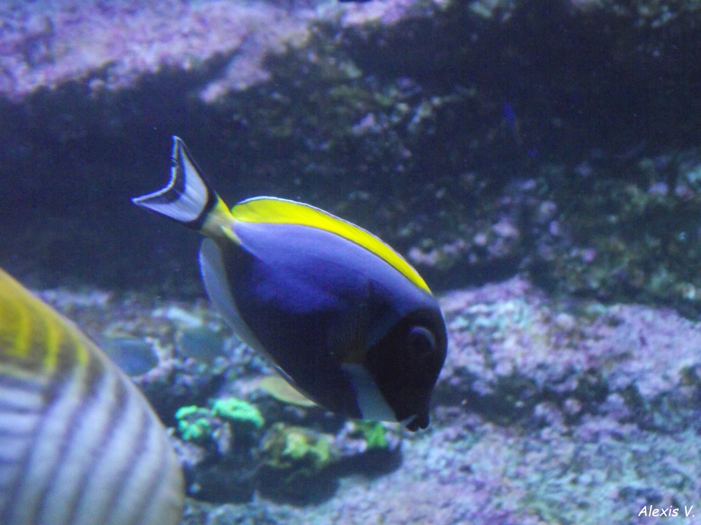 Blue Surgeonfish - Zooparc de Beauval - 11/2021