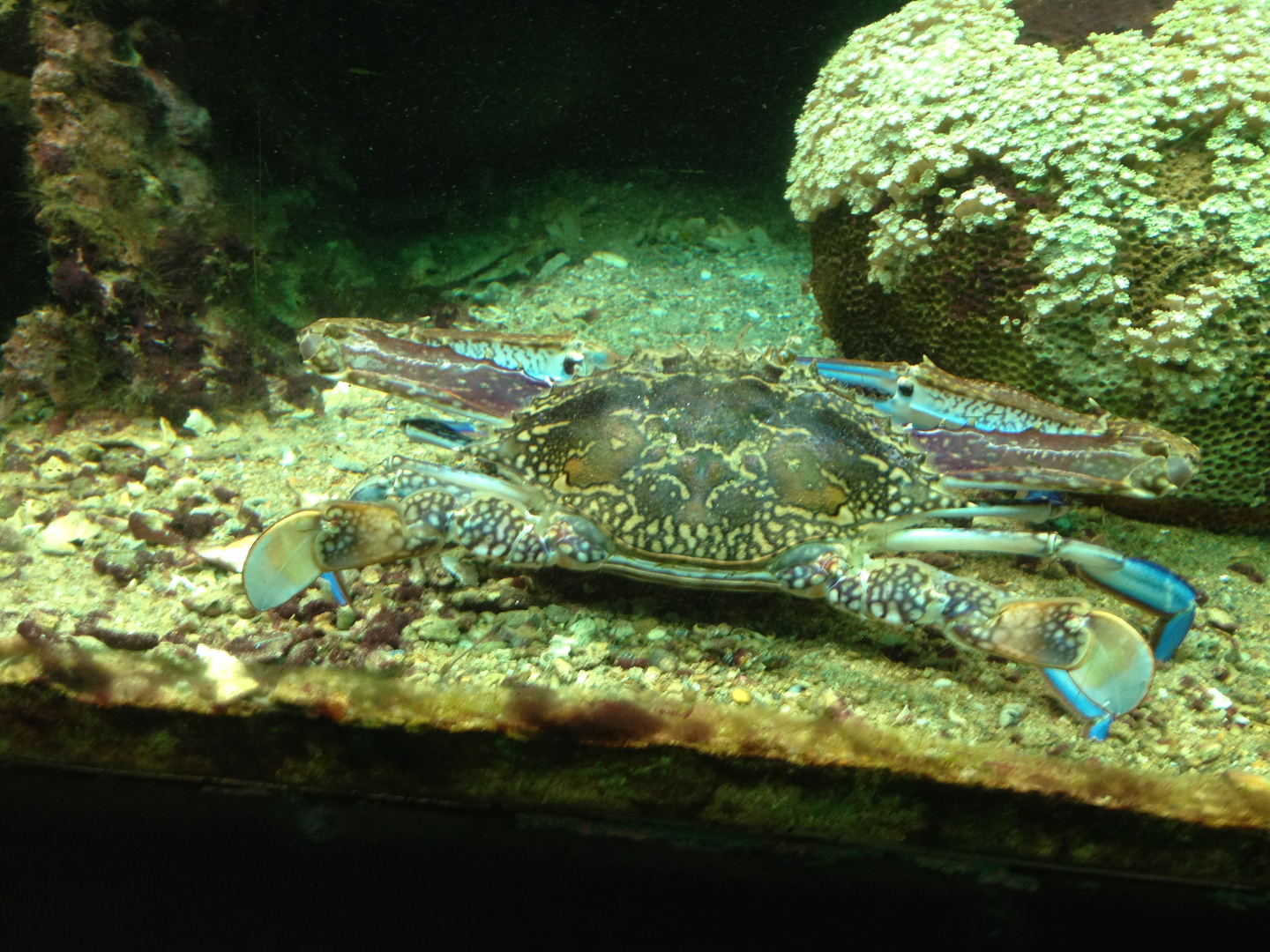 Blue Swimmer Crab - Neptune's Reefworld 2013