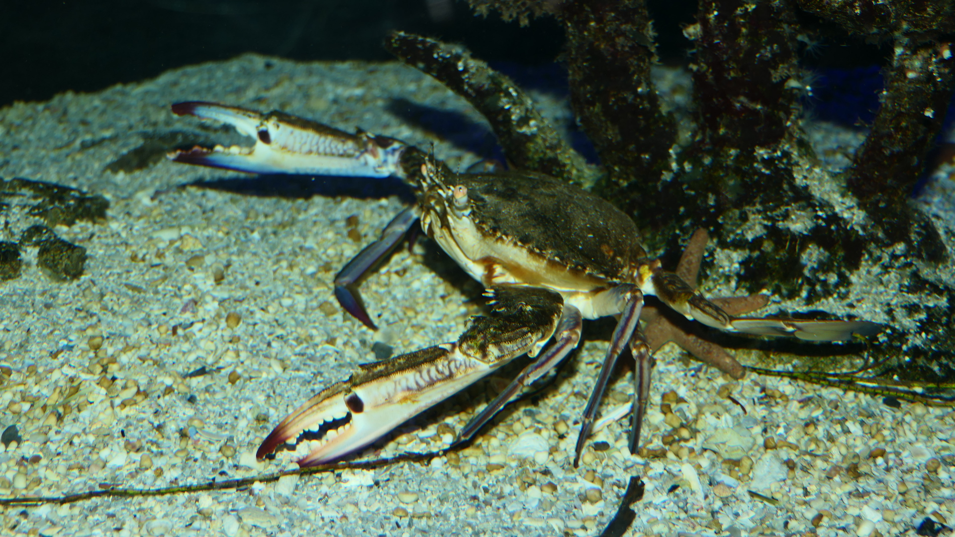Blue Swimmer Crab (Portunus pelagicus) - Cicerello's Aquarium, Fremantle