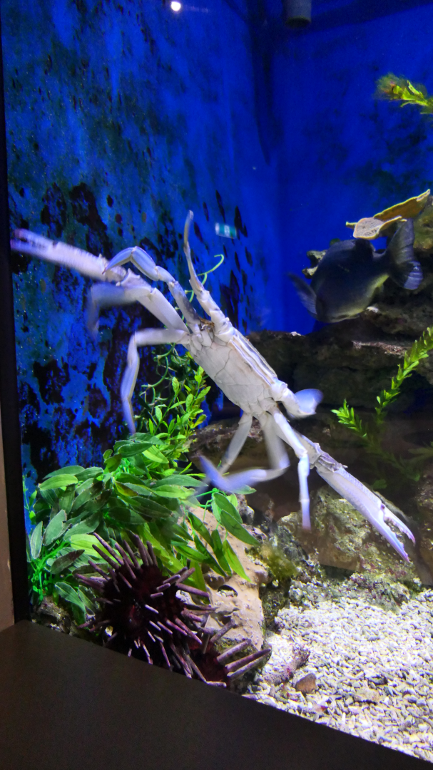 Blue Swimmer Crab (Portunus pelagicus) - Dolphin Discovery Centre, Bunbury