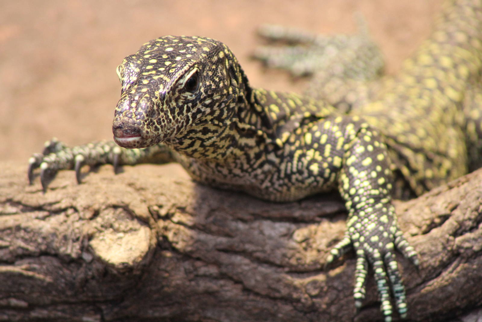 Blue Tail Monitor (Varanus doreanus)