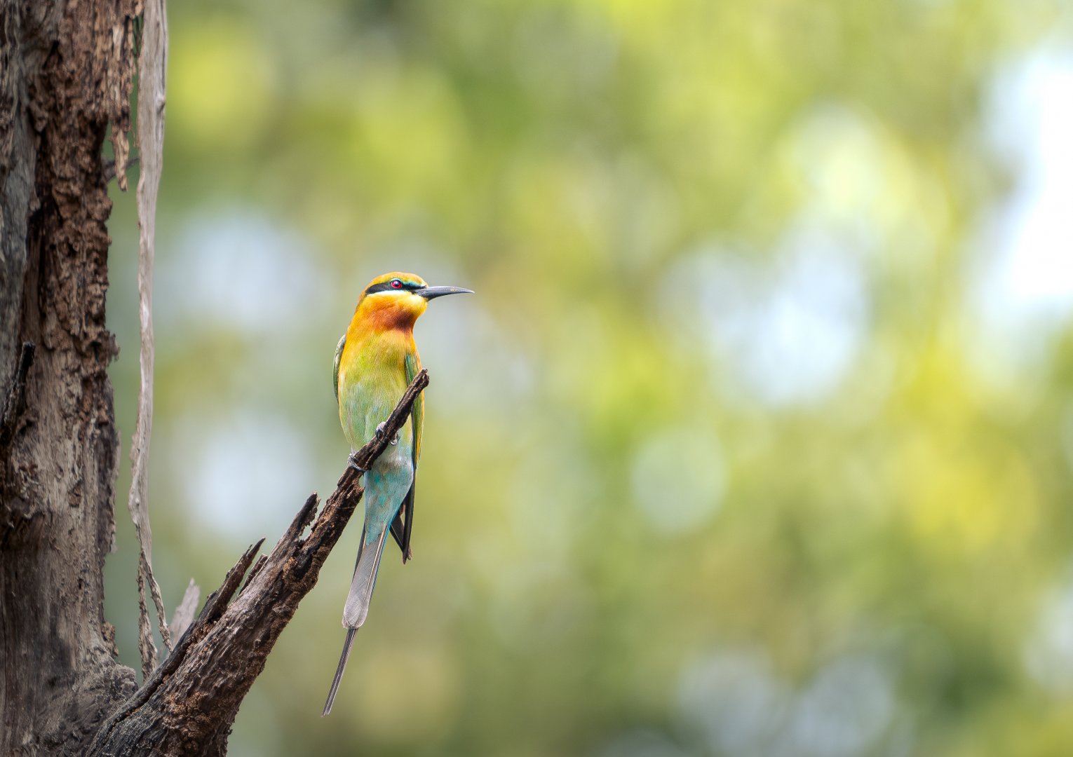 Blue Tailed Bee Eater ~ Hampstead Wetlands Park