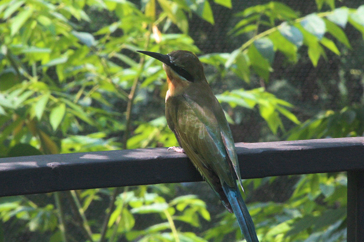 Blue-tailed bee-eater (Merops philippinus) - Aviary Park