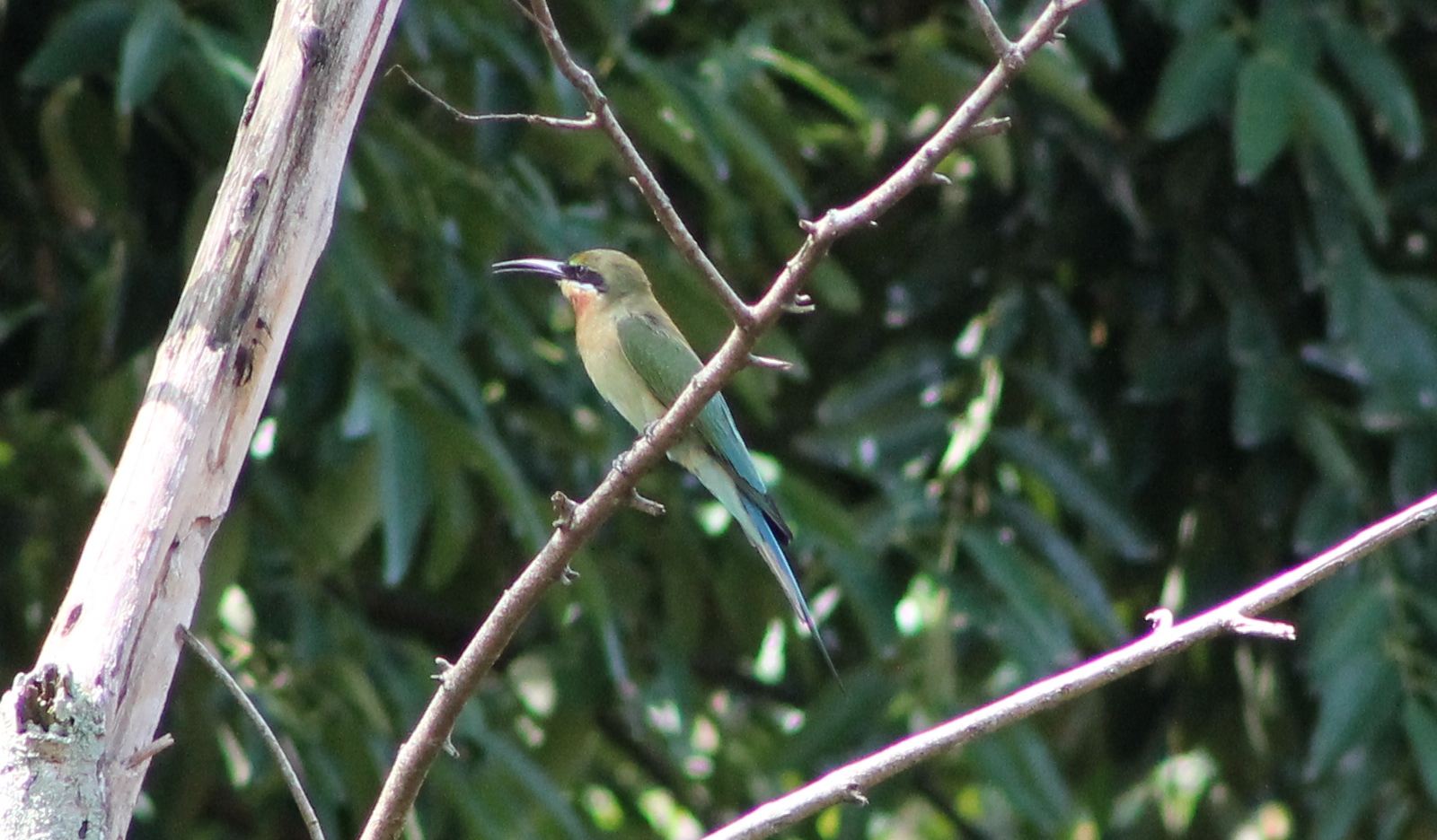 blue-tailed bee-eater (Merops philippinus)