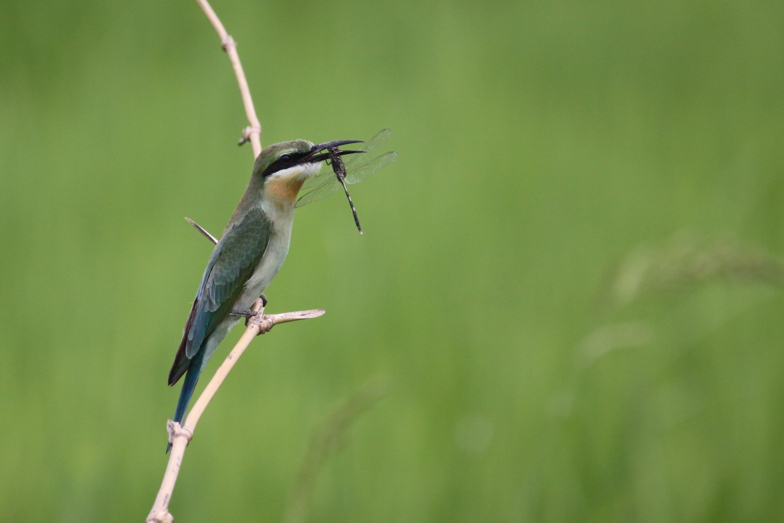 Blue-tailed Bee-eater (Merops philippinus)