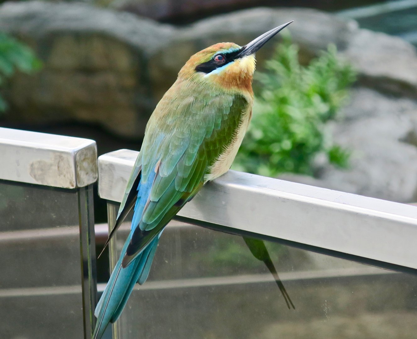 Blue-Tailed Bee-Eater (Merops philippinus)