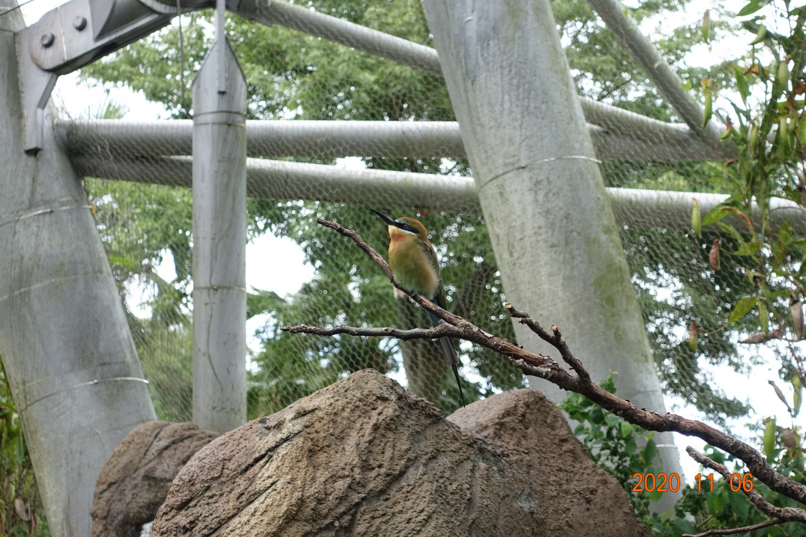 Blue-tailed Bee-eater (Merops philippinus)
