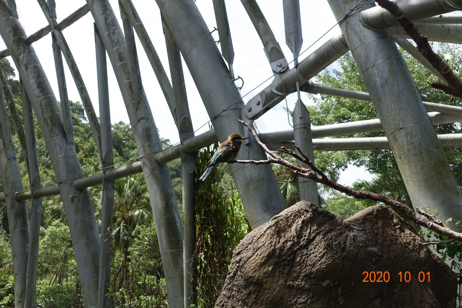Blue-tailed Bee-eater (Merops philippinus)