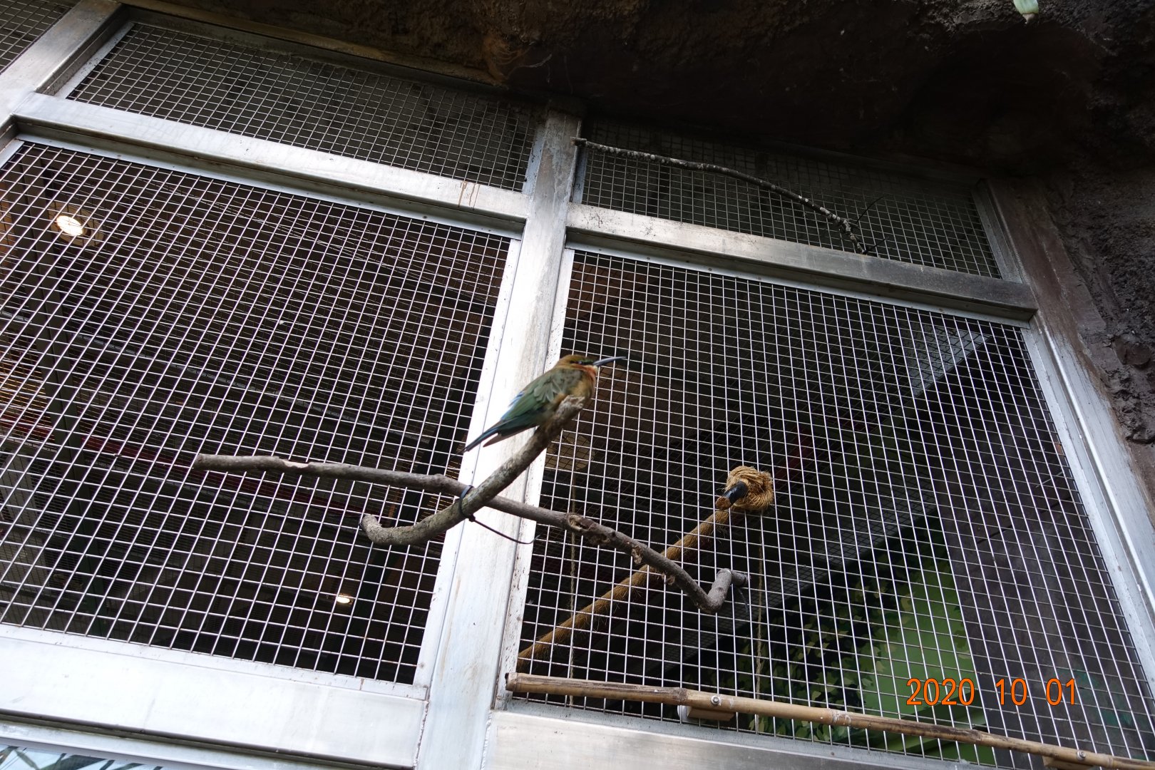 Blue-tailed Bee-eater (Merops philippinus)