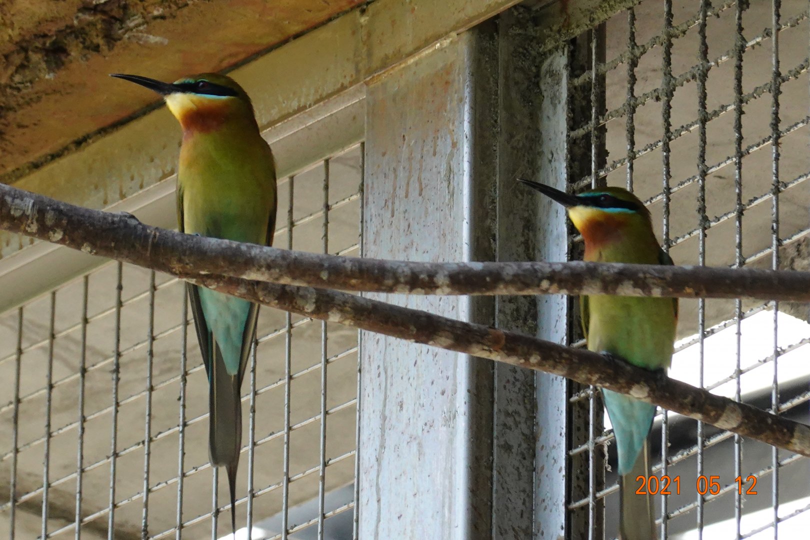 Blue-tailed Bee-eater (Merops philippinus)