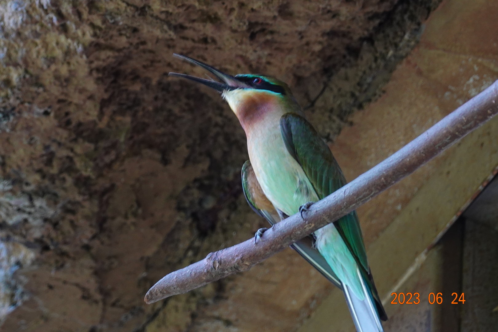 Blue-tailed Bee-eater (Merops philippinus)