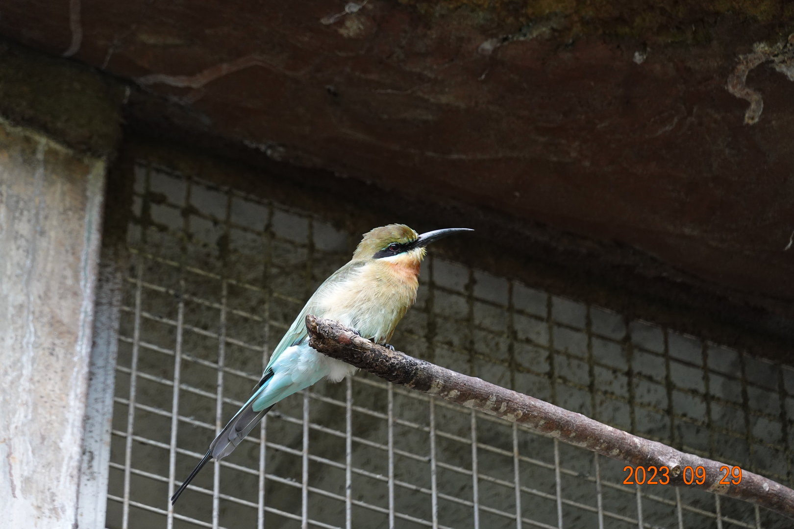 Blue-tailed Bee-eater (Merops philippinus)
