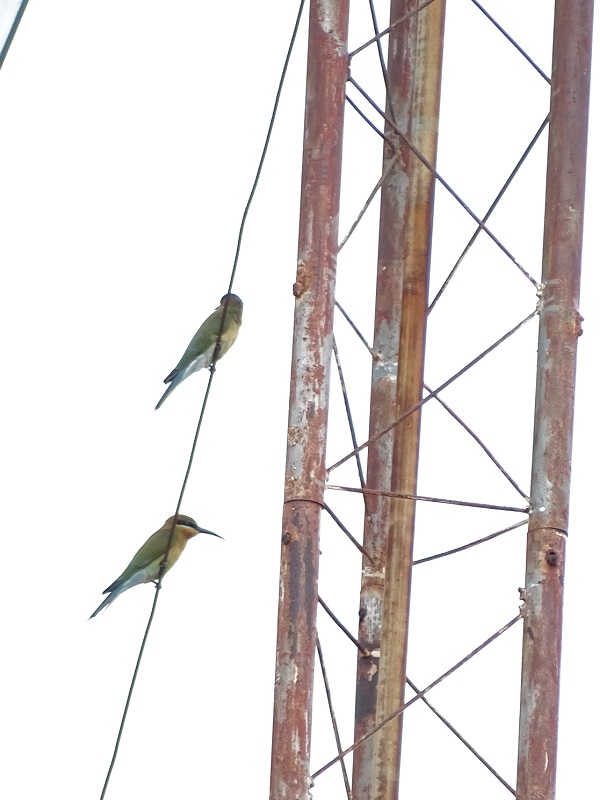 Blue-tailed bee-eater (Merops philippinus)