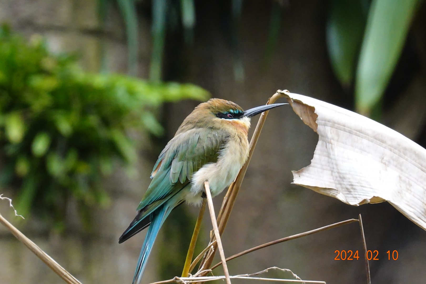 Blue-tailed Bee-eater (Merops philippinus)
