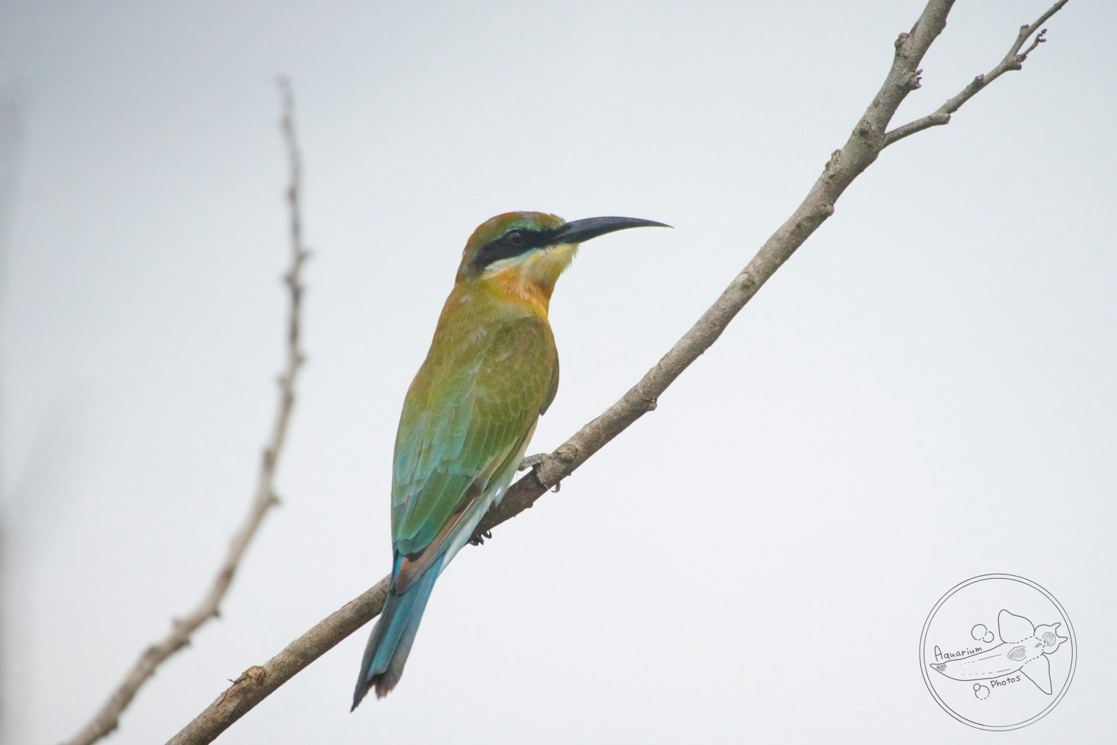 Blue-tailed Bee-eater (Merops philippinus)
