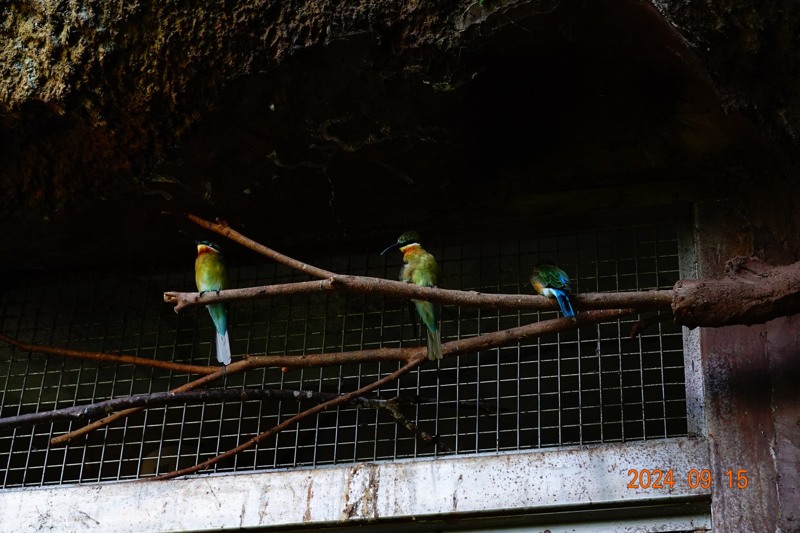 Blue-tailed Bee-eater (Merops philippinus)