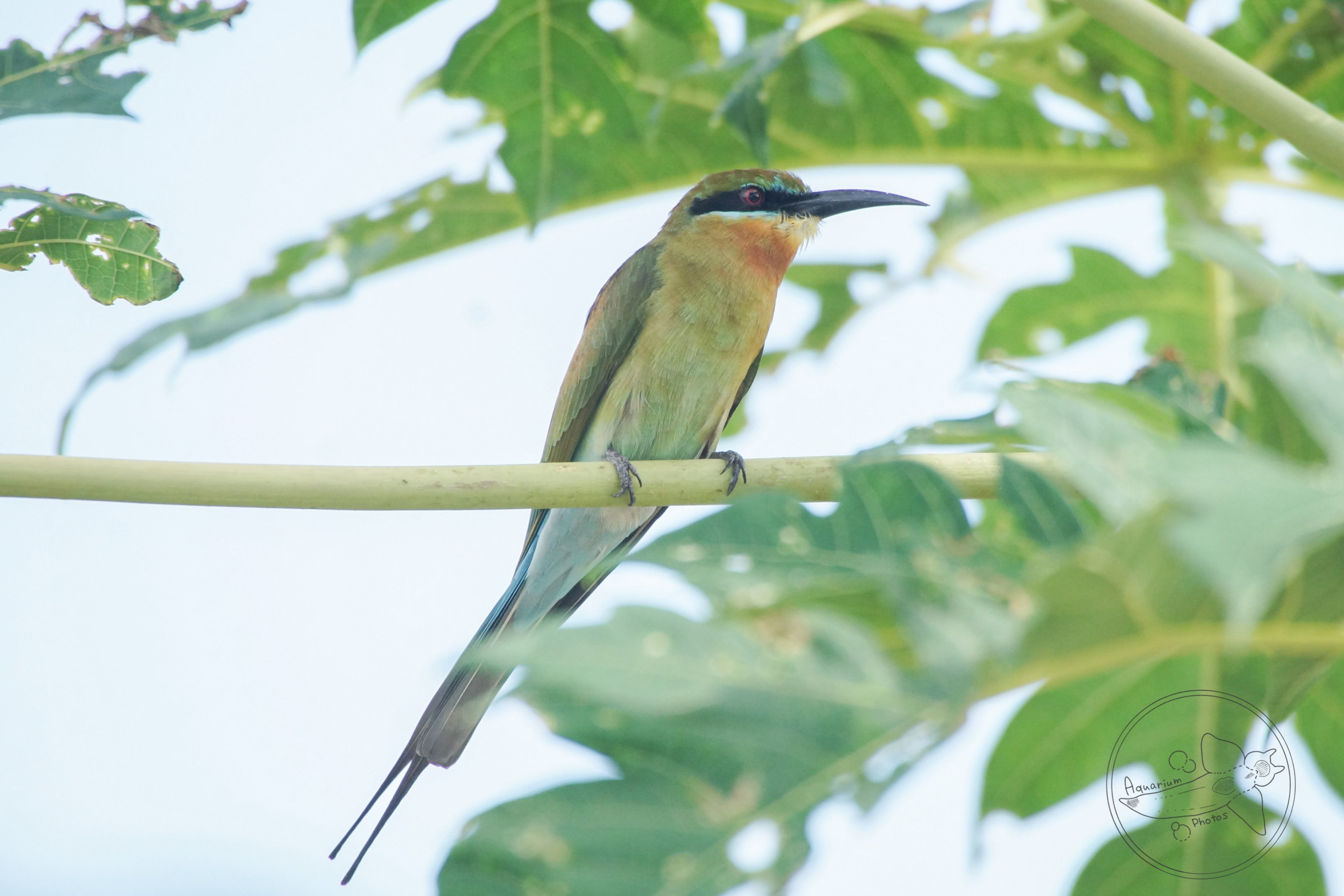 Blue-tailed Bee-eater (Merops philippinus)