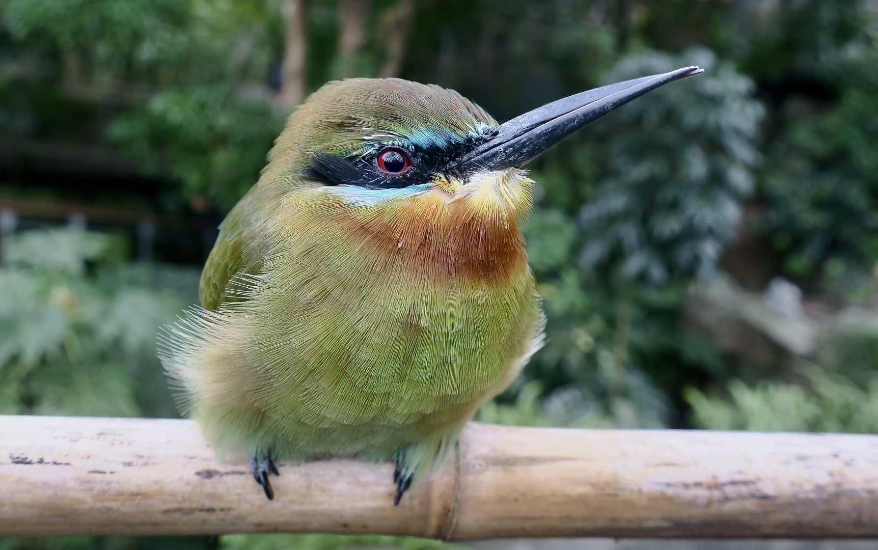 Blue-Tailed Bee-Eater (Merops philippinus)
