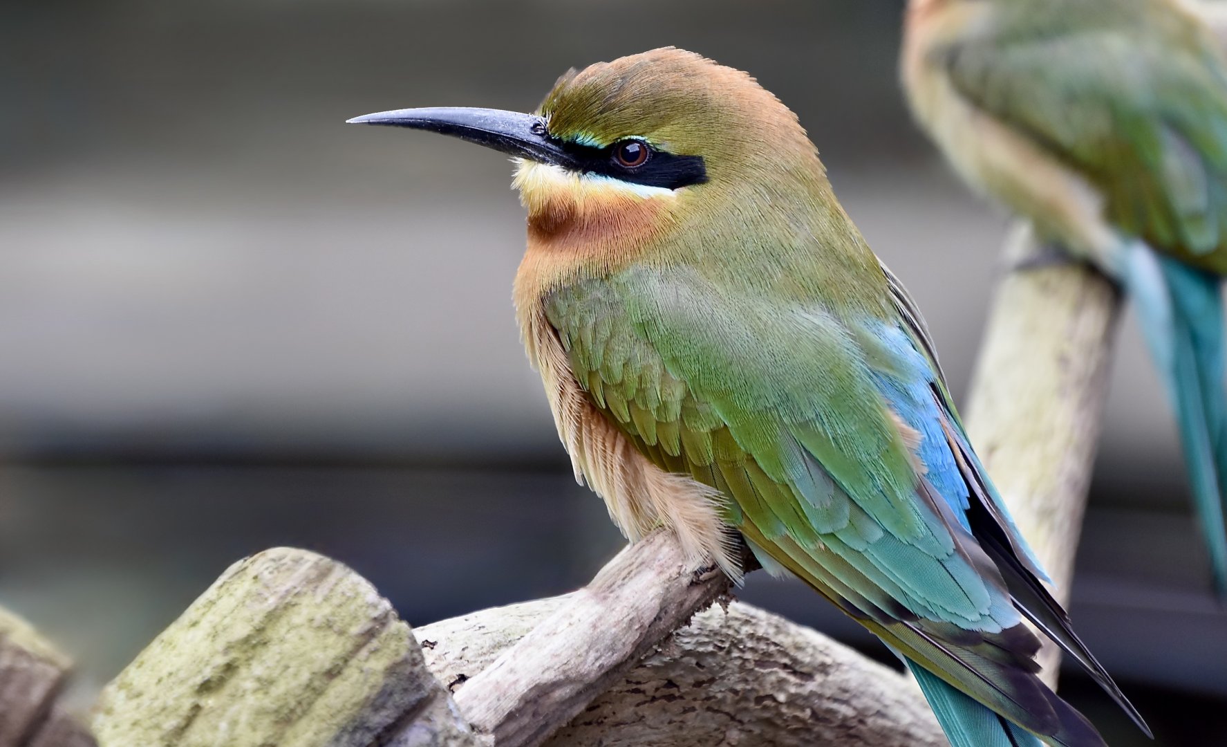 Blue-Tailed Bee-Eater (Merops philippinus)