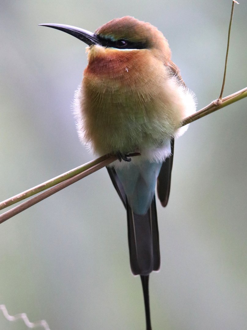Blue-tailed bee-eater (Merops philippinus)